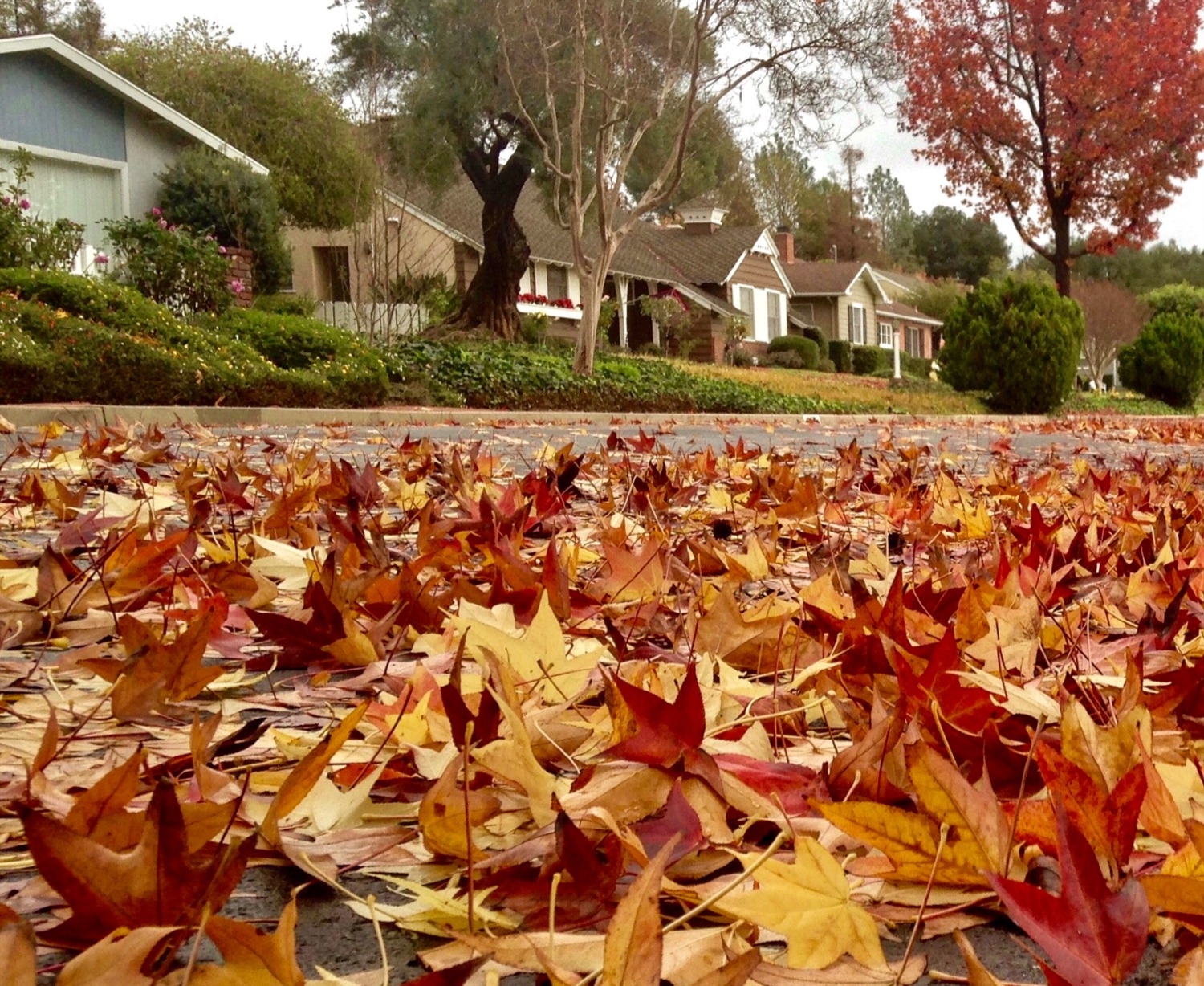 Autumn Market Brings Buyers Cooler Conditions